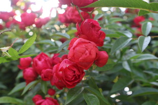 月季花