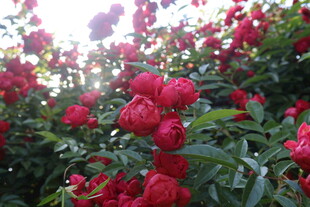月季花