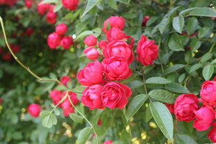 月季花