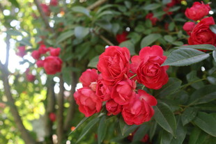 月季花