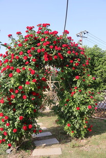 月季花