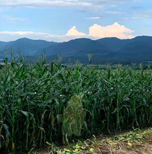 玉米栽培