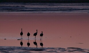 夕阳下海滩上的群鸟
