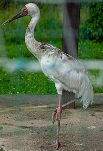 单腿站立的优雅白鹳