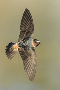 飞翔的彩色小鸟