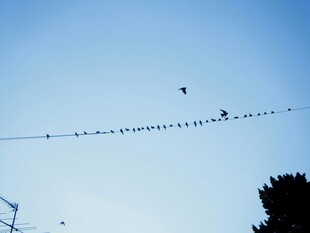 电线上的鸟儿剪影