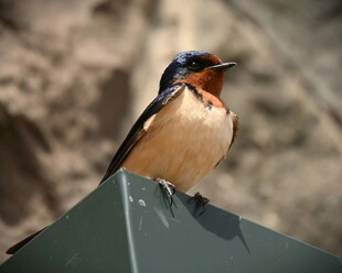 栖息于物体上的燕子