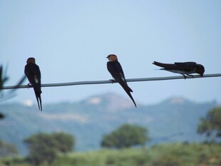 电线上休憩的几只燕子