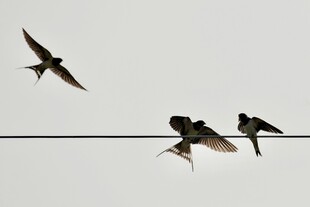 电线上的燕子群