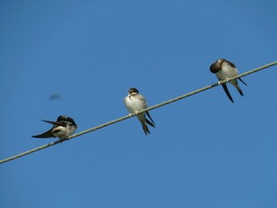 电线上的几只可爱小燕子