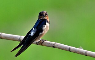 栖息枝头的燕子