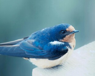 蓝色小鸟栖息在浅色物体上