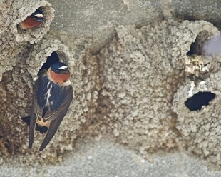 燕子在巢穴中栖息