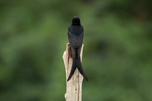 木杆上的黑色小鸟