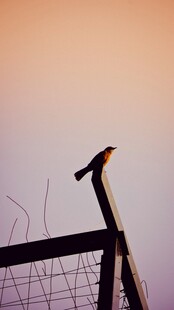 夕阳下栖息于栏杆的小鸟