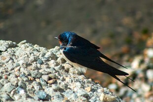 岩石上的蓝羽小鸟