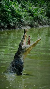 鳄鱼水中仰头张嘴捕食