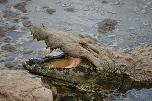 鳄鱼