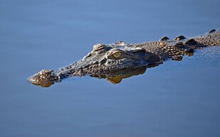 水中鳄鱼头部露出水面
