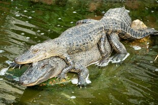 水中鳄鱼