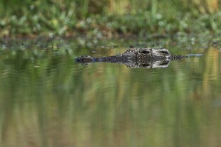 水中鳄鱼露头