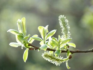 嫩绿柳枝绽新叶