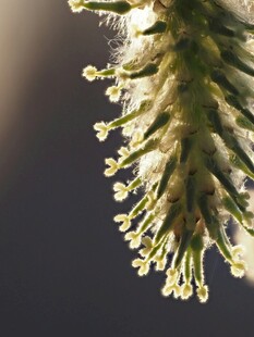 微距下的植物花蕊细节