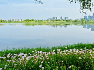 湖畔繁花映景