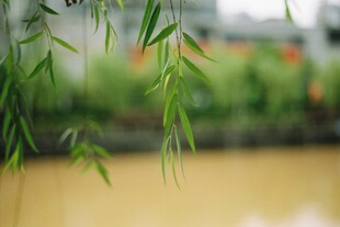 垂柳低垂于泛黄水面