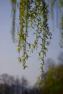 垂柳依依展春日生机