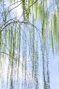 垂柳依依映蓝天