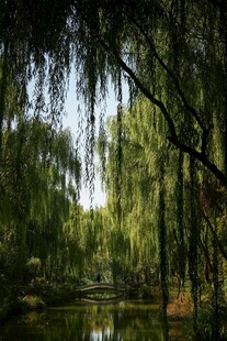 垂柳映湖
