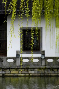 江南水乡垂柳绕窗景致