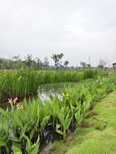 湿地植物景观