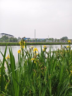 湖畔黄花绿草风景如画