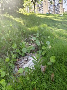 草地中的垃圾