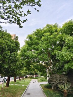 林间幽静小道