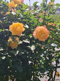 盛开的橘色月季花