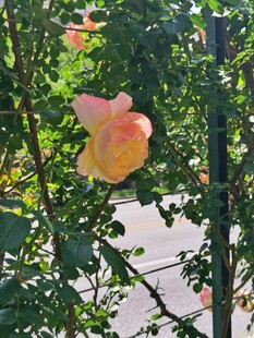 枝头的粉黄花朵