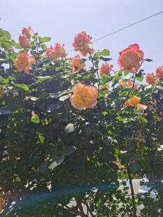 娇艳盛开的多彩月季花