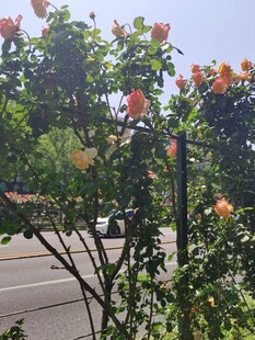 路边绽放的鲜艳花卉