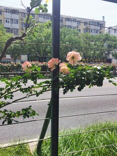 路边绽放的娇艳月季花