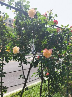 路边绽放的美丽黄月季花