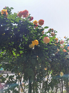 繁花满架的绚烂景致