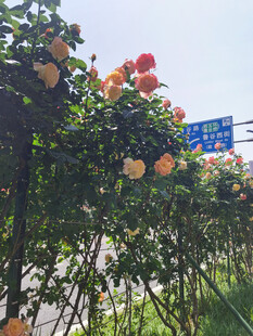 路边盛开的多彩月季花