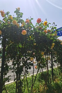 蔷薇花架下的美好景致