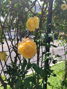 栅栏上绽放的黄色月季花