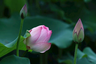 娇艳荷花与待放花苞