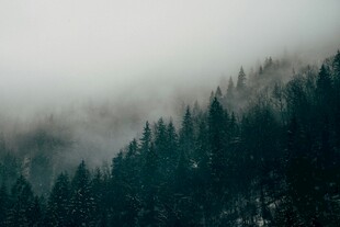 云雾缭绕的茂密山林