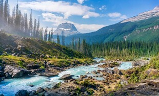 山间溪流旁的壮丽森林景观